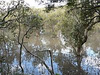Mangrovensumpf an der Grenze zu Mike´s Farm