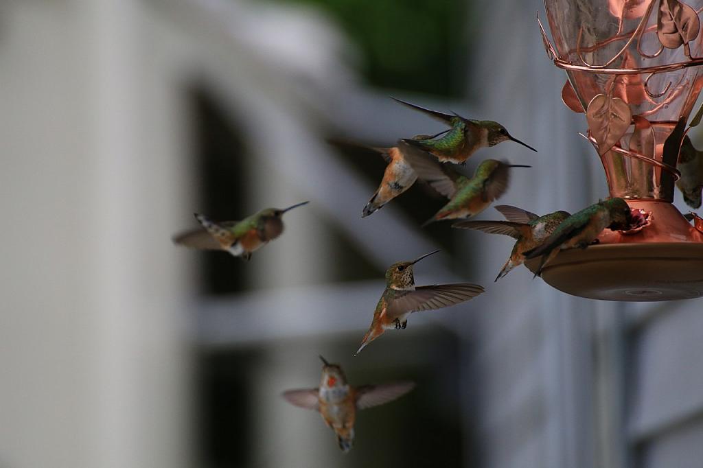 Kolibris in Alaska