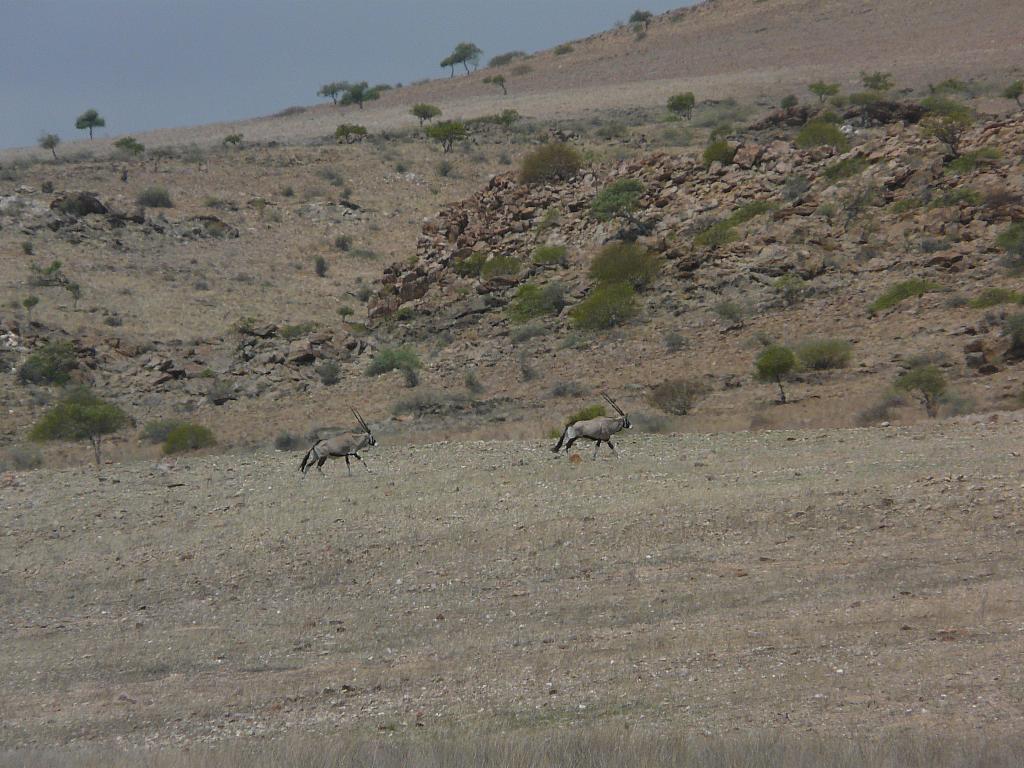 Oryx-Antilopen