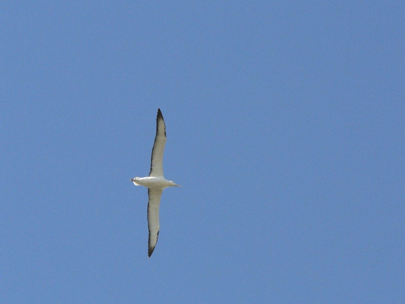 Albatross