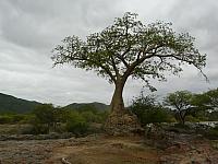 Baobab