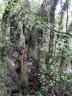 Marokopa Falls Urwald