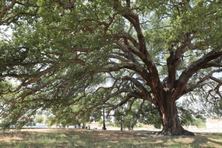 Die vermutlich älteste Korkeiche der Welt mit ca 240 Jahren. Zumindest aber ein wunderschöner Picknickplatz!