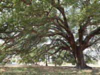 Die vermutlich älteste Korkeiche der Welt mit ca 240 Jahren. Zumindest aber ein wunderschöner Picknickplatz!