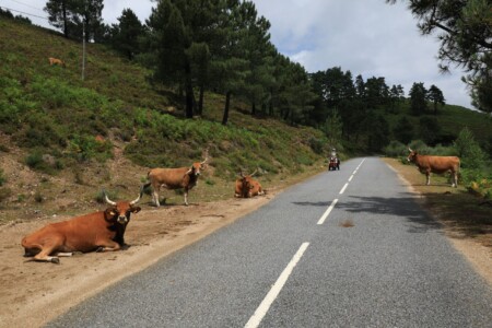 Die Kühe hier haben sehr schöne und ehrfurchteinflössende Hörner