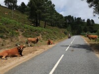 Die Kühe hier haben sehr schöne und ehrfurchteinflössende Hörner