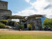 Gänsegeier im Eagles Donjon in Beaucens (F)