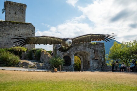 Gänsegeier im Eagles Donjon in Beaucens (F)