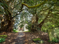 Uralte Eiben bei der St Garmon Church, Llangollen