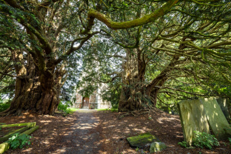 Uralte Eiben bei der St Garmon Church, Llangollen