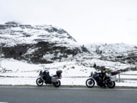 Auf dem Julier liegt anfangs Juni noch viel Schnee, selbst die Frühlingsblumen wurden kürzlich vom Neuschnee überrascht.