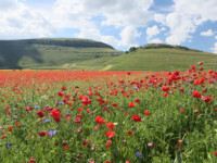 Mohnfelder bei Castelluccia