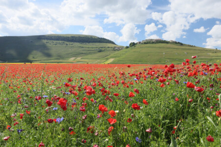 Mohnfelder bei Castelluccia