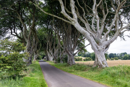 Skurrile Baumallee 'The Dark Hedges'