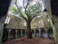 Muckross Abbey mit uralter Eibe