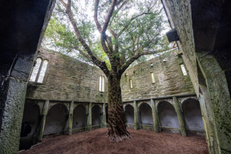 Muckross Abbey mit uralter Eibe